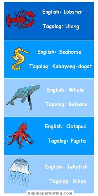 anong tagalog ng octopus|Octopus in Tagalog.